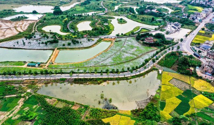 廣西梧州：濕地公園秋色美